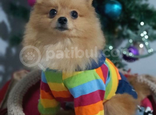 6 Aylık Erkek Pomeranian Yavrularımız görsel