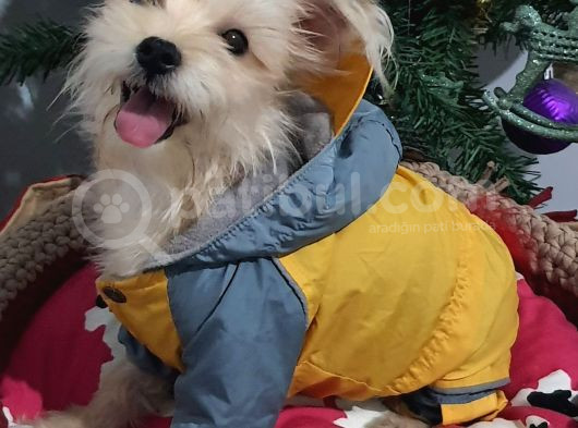 1 Dişi 1 Erkek Teacup Morkie Yavrularımız