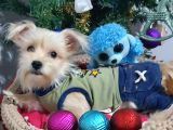 1 Dişi 1 Erkek Teacup Morkie Yavrularımız
