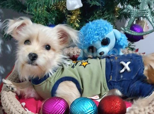 1 Dişi 1 Erkek Teacup Morkie Yavrularımız görsel