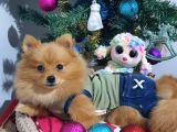 6 Aylık Erkek Pomeranian Yavrularımız