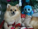 6 aylık erkek Pomeranian Yavrularımız