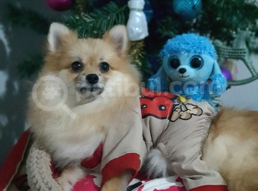 6 Aylık Erkek Pomeranian Yavrularımız