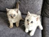 British Shorthair Güzellikler