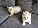 British Shorthair Güzellikler