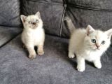 British shorthair güzellikler