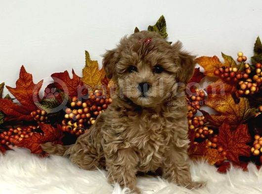 Red Braw Kıpkırmızı Ev Üretimi Tooy Poodle 
