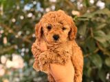 Kıpkırmızı Red tooy poodle sevimli yavrular 