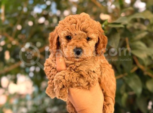 Kıpkırmızı Red Tooy Poodle Sevimli Yavrular 