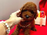 Orijinal Toy Poodle Yavrular 