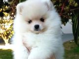 Ayı Suratlı Pomerri̇an Boo Yavrumuz 