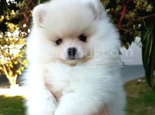 Ayı Suratlı Pomerri̇an Boo Yavrumuz  görsel