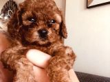 Kampanyalı Malzeme Hediyeli Poodle Yavruları