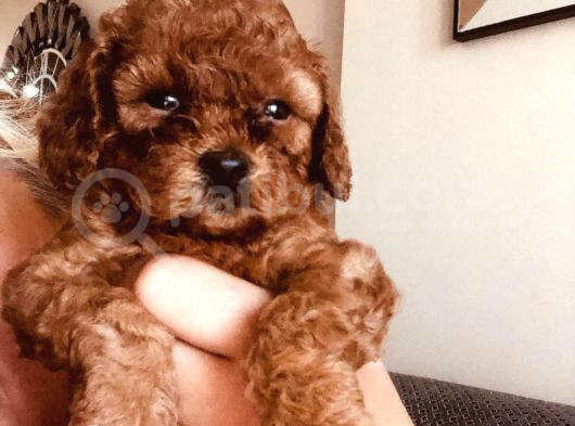 Kampanyalı Malzeme Hediyeli Poodle Yavruları görsel