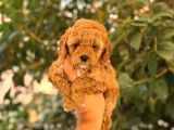 Kıpkırmızı Red Tooy Poodle Sevimli Yavrular 