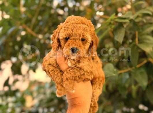 Kıpkırmızı Red Tooy Poodle Sevimli Yavrular  görsel