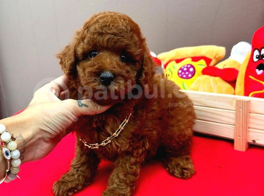 Orijinal Toy Poodle Yavrular  görsel