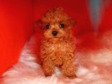 Red Braw Kıpkırmızı Ev Üretimi Tooy Poodle 
