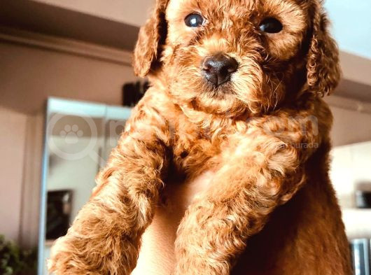 Kampanyalı Malzeme Hediyeli Poodle Yavruları görsel