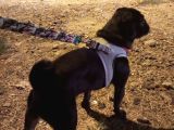 Siyah Pug