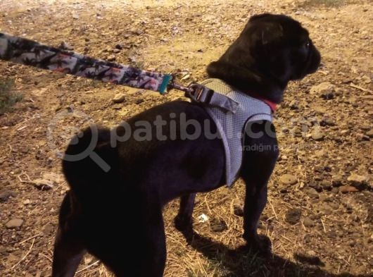 Siyah Pug görsel