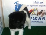 AKKUŞ ÜRETİM ÇİFTLİĞİNDEN AMERİKAN AKİTA YAVRULARI