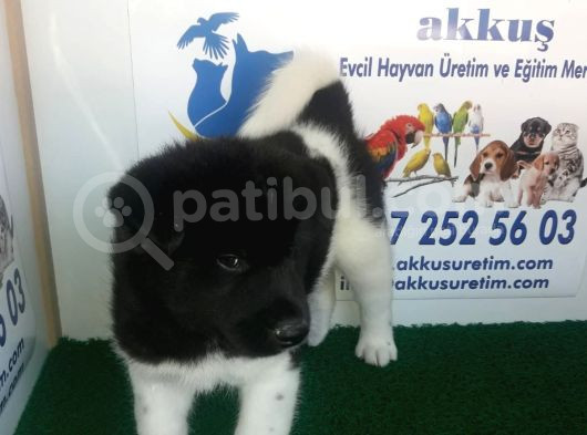 AKKUŞ ÜRETİM ÇİFTLİĞİNDEN AMERİKAN AKİTA YAVRULARI