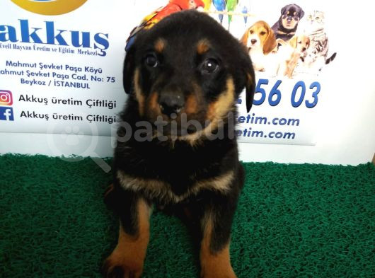 Akkuş Üreti̇m Çi̇ftli̇ği̇nden Rotwei̇ler Yavrulari görsel