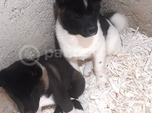 Akkuş Üreti̇m Çi̇ftli̇ği̇nden Ameri̇kan Aki̇ta Yavrulari görsel