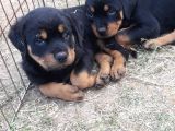 Akkuş Üreti̇m Çi̇ftli̇ği̇nden Rotwei̇ler Yavrulari