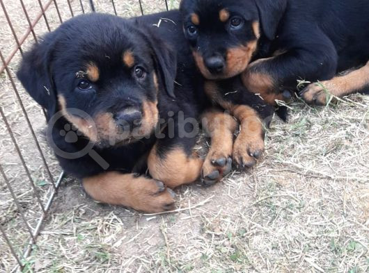 Akkuş Üreti̇m Çi̇ftli̇ği̇nden Rotwei̇ler Yavrulari görsel