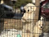 KAR TOPU MALTESE BEBEKLER