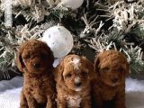 Kampanyalı Malzeme Hediyeli Poodle Yavruları