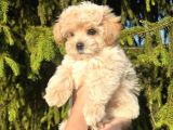Kampanyalı Malzeme Hediyeli Poodle Yavruları