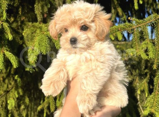 Kampanyalı Malzeme Hediyeli Poodle Yavruları görsel