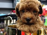Kampanyalı Malzeme Hediyeli Poodle Yavruları