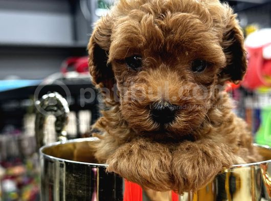Kampanyalı Malzeme Hediyeli Poodle Yavruları görsel