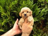 Kampanyalı Malzeme Hediyeli Poodle Yavruları