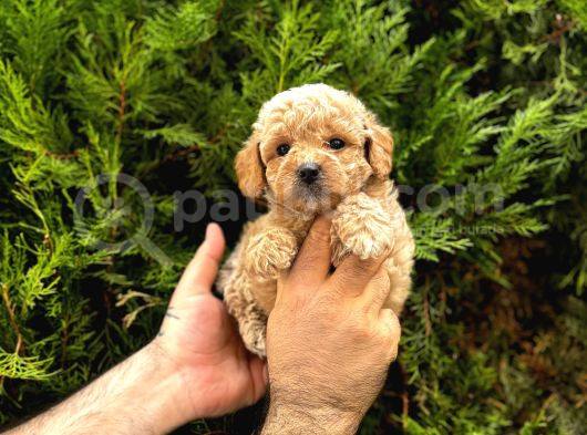 Kampanyalı Malzeme Hediyeli Poodle Yavruları görsel