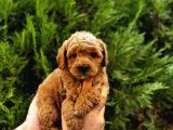 Kampanyalı malzeme hediyeli poodle yavruları