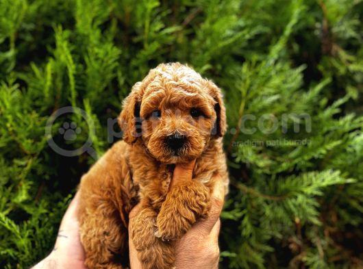 Kampanyalı Malzeme Hediyeli Poodle Yavruları