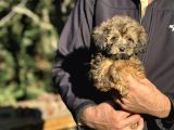 Di̇zayn Irk Morkie Bebekler Aşili
