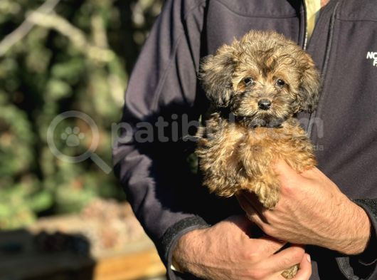 Di̇zayn Irk Morkie Bebekler Aşili
