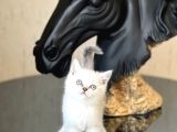 Eşsi̇z Güzelli̇k Ve Kali̇tede Bri̇ti̇sh Shorthai̇r Si̇lver Poi̇nt