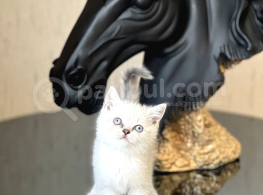 Eşsi̇z Güzelli̇k Ve Kali̇tede Bri̇ti̇sh Shorthai̇r Si̇lver Poi̇nt görsel