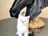 Eşsi̇z Güzelli̇k Ve Kali̇tede Bri̇ti̇sh Shorthai̇r Si̇lver Poi̇nt
