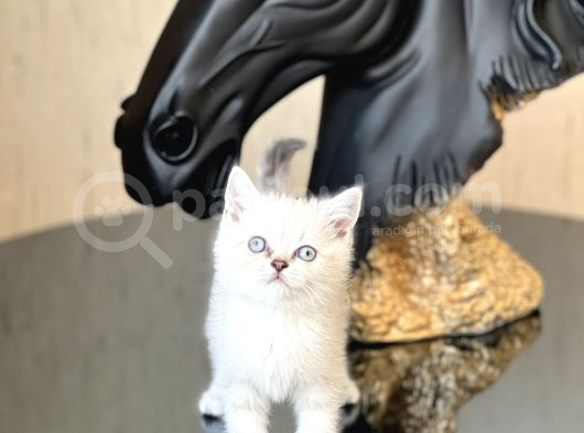 Eşsi̇z Güzelli̇k Ve Kali̇tede Bri̇ti̇sh Shorthai̇r Si̇lver Poi̇nt görsel