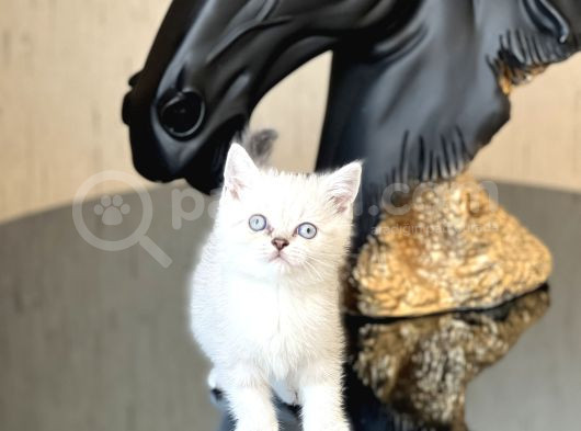 Eşsi̇z Güzelli̇k Ve Kali̇tede Bri̇ti̇sh Shorthai̇r Si̇lver Poi̇nt görsel
