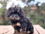 BLACK AND TAN MİNİ BOY ÖZEL RENK Maltipoo Bebekler