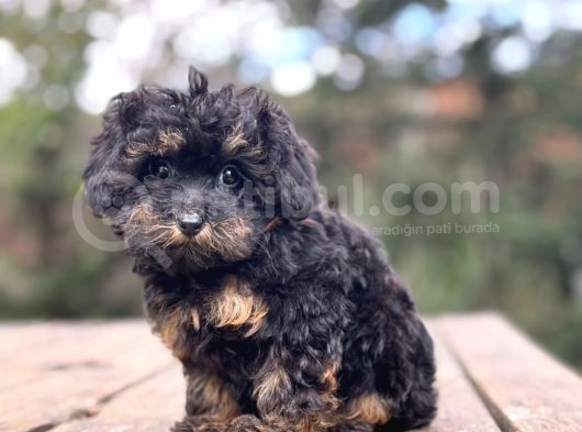 Black And Tan Mi̇ni̇ Boy Özel Renk Maltipoo Bebekler